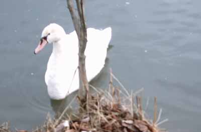Swan