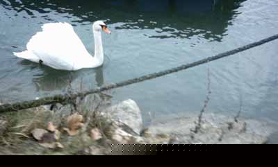 Swan