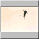 Tim_at_big_jump.jpg